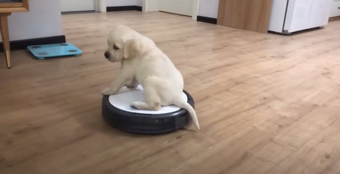 ラブラドールレトリーバー,動画