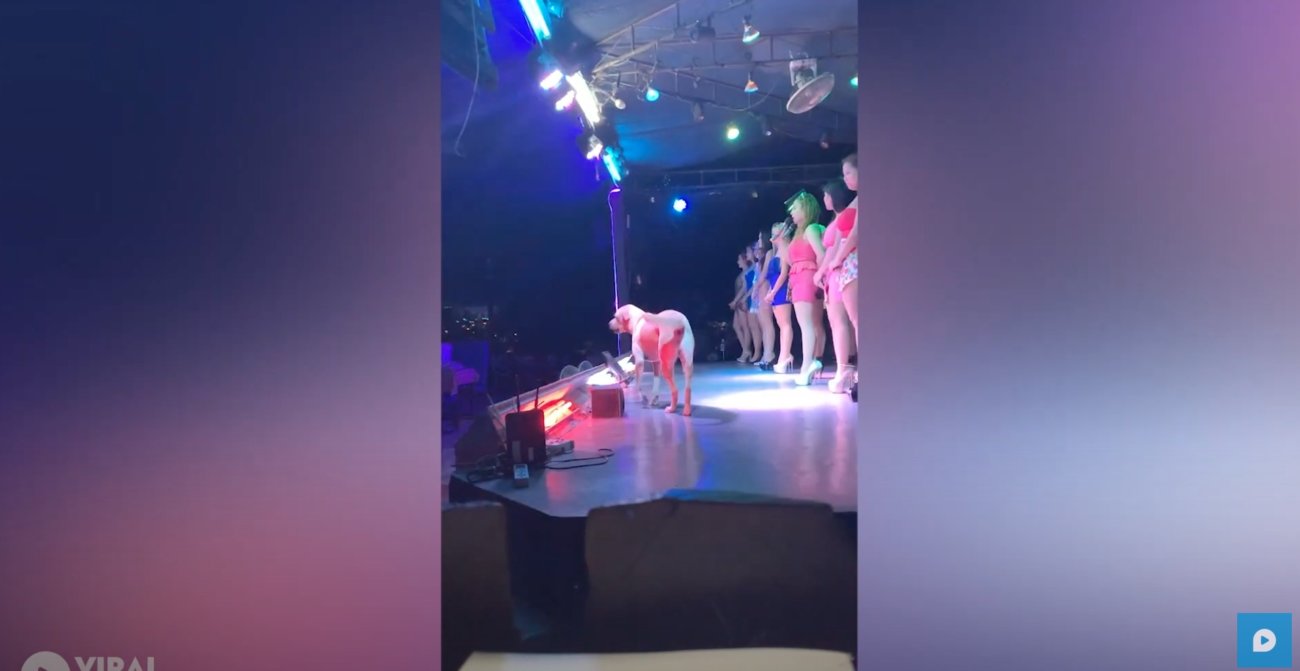 ラブラドールレトリーバー,動画