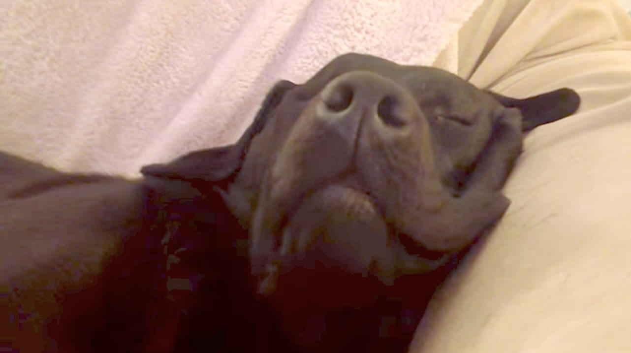 ラブラドールレトリーバー,動画