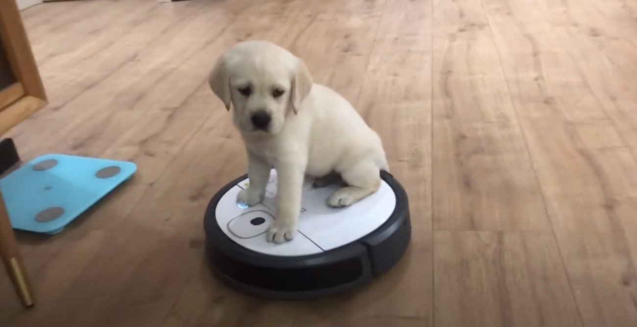 ラブラドールレトリーバー,動画