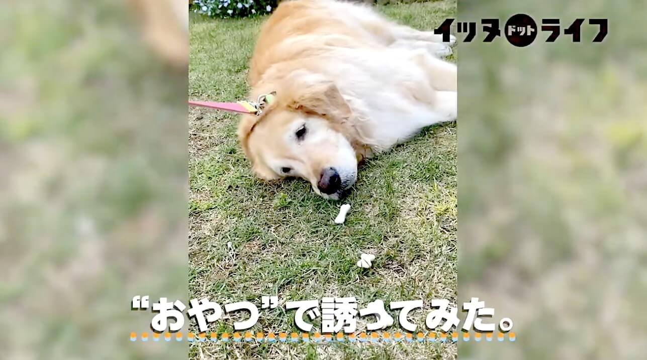 ゴールデンレトリーバー,動画