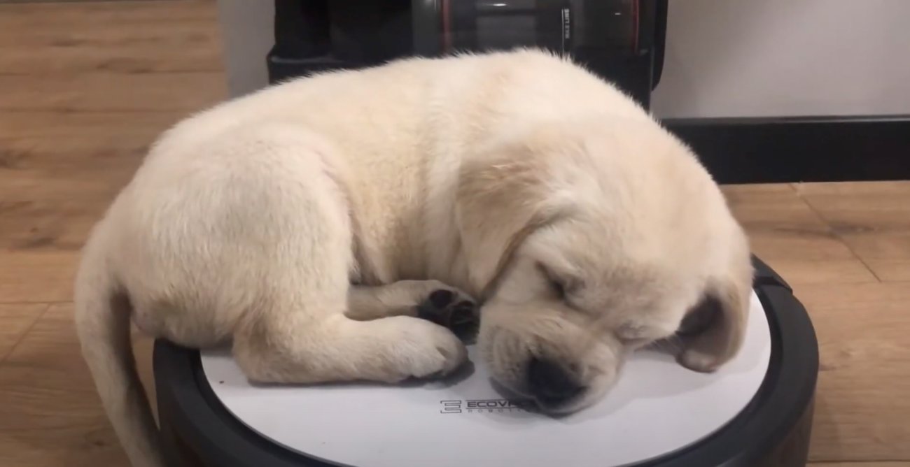 ラブラドールレトリーバー,動画