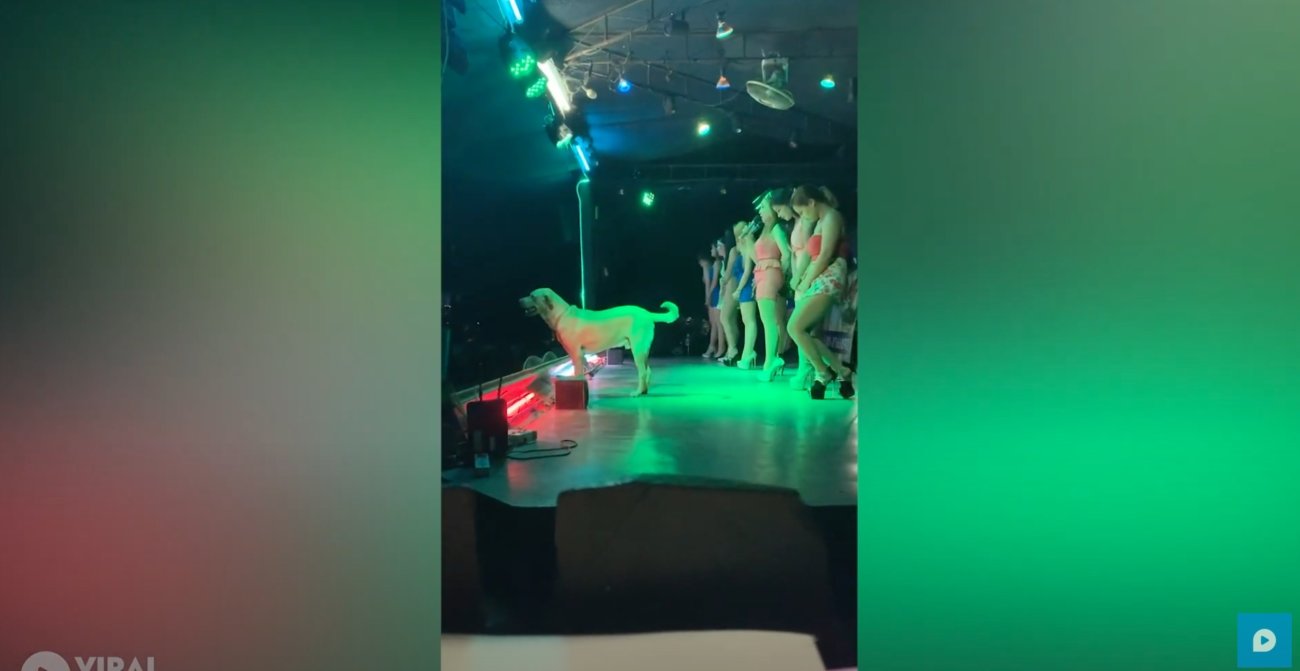 ラブラドールレトリーバー,動画