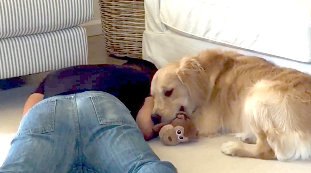 ゴールデンレトリーバー,動画