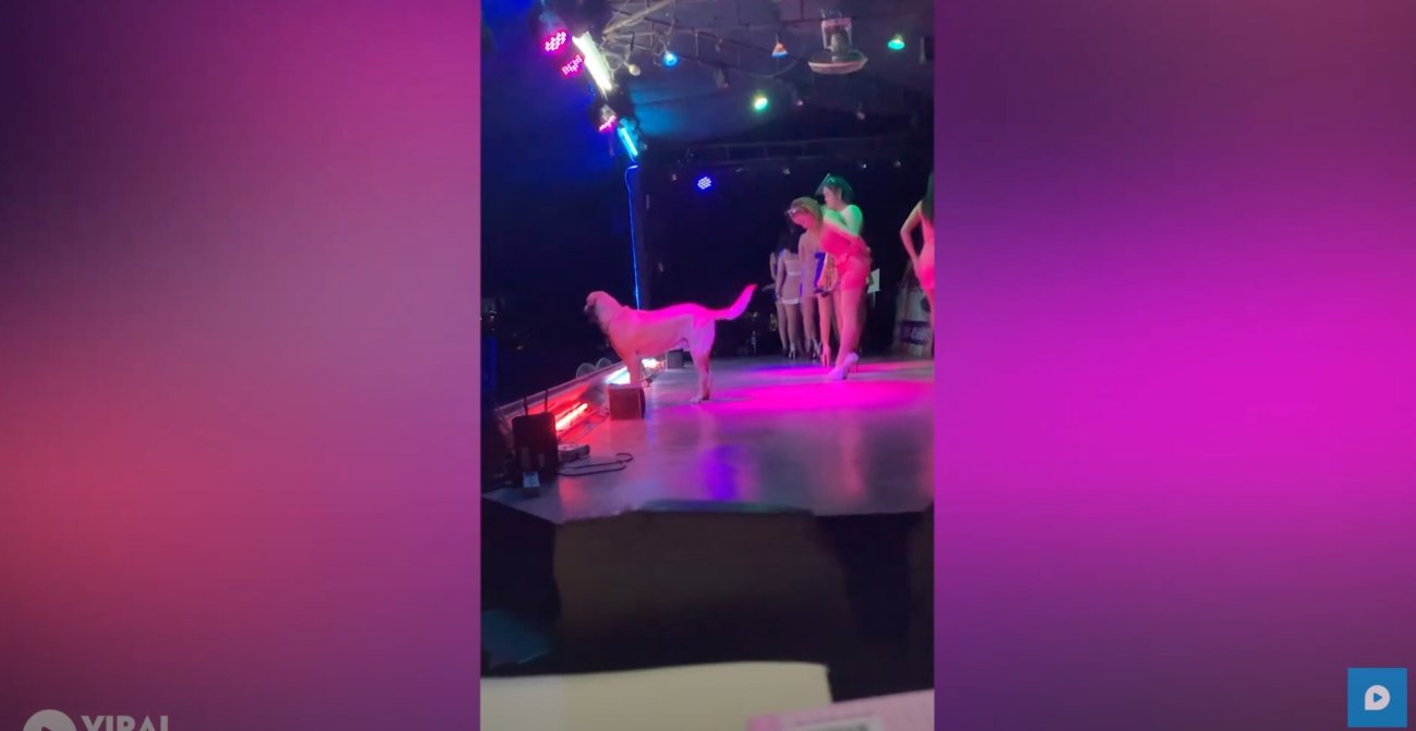 ラブラドールレトリーバー,動画