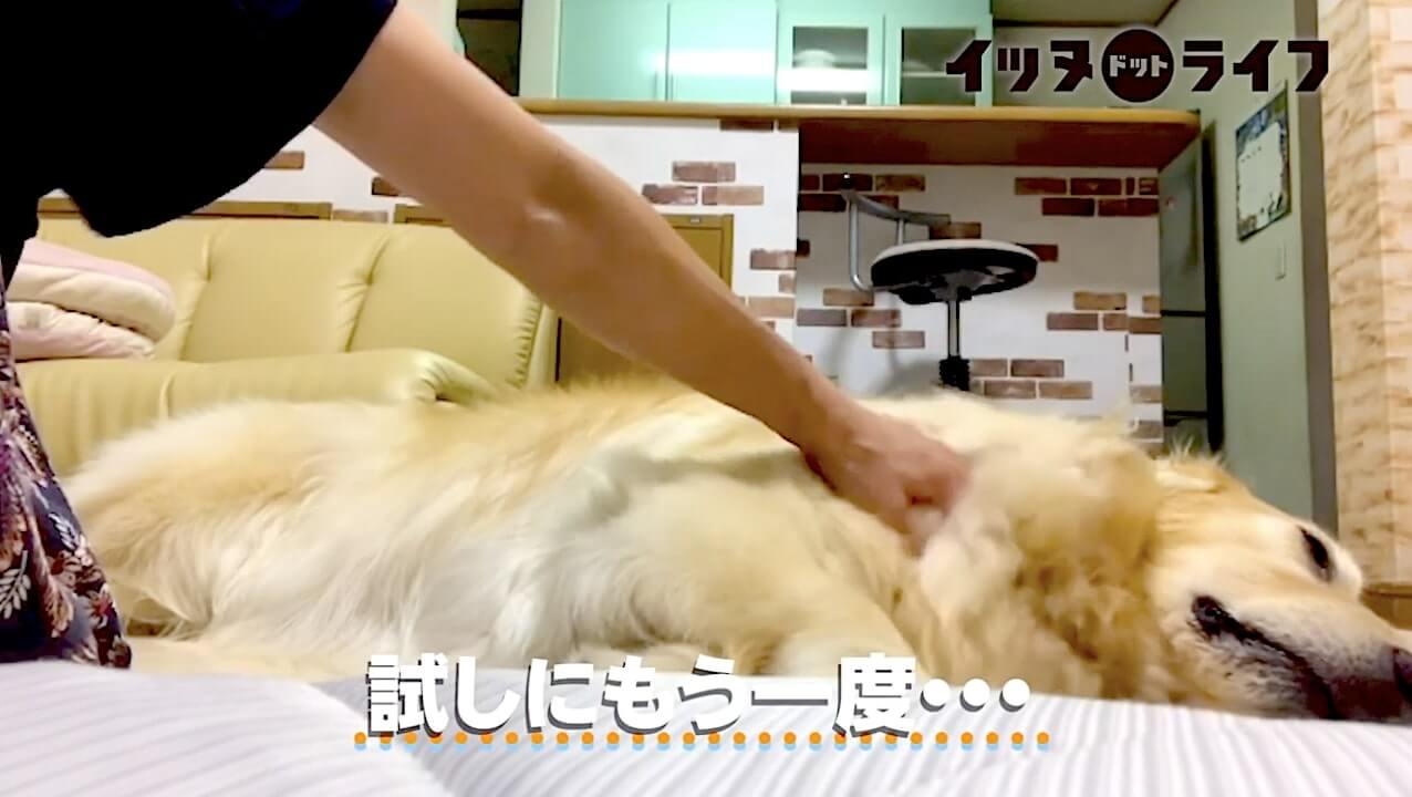 ゴールデン,動画,イッヌドットライフ