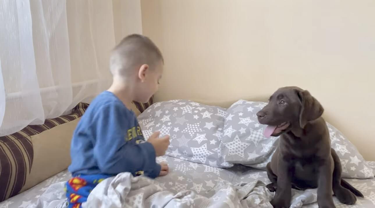 ラブラドールレトリーバー,動画