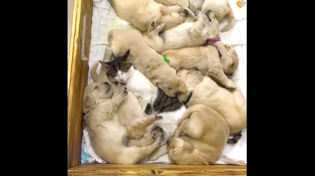 ゴールデンレトリーバー,動画