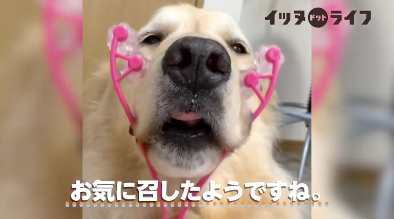 ゴールデン,動画,イッヌドットライフ