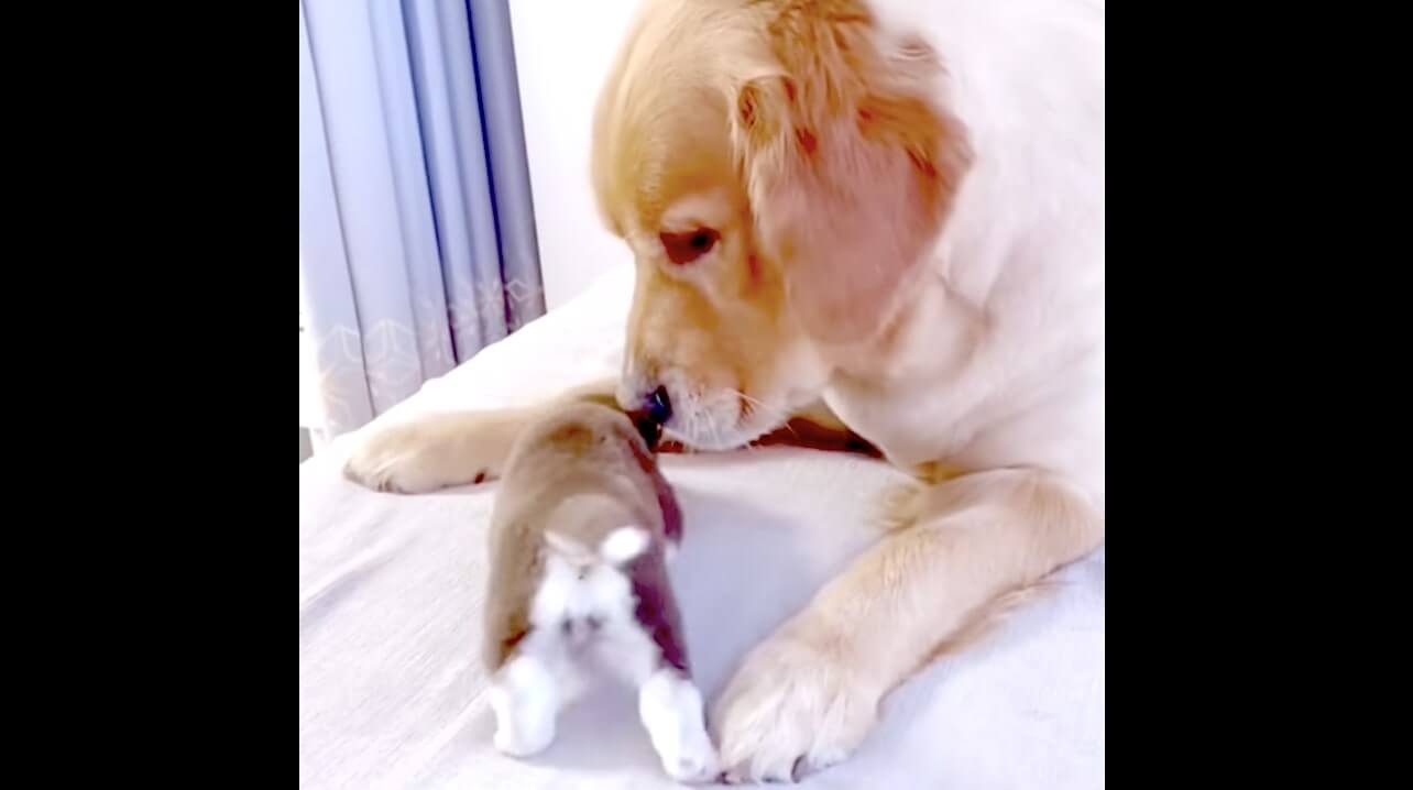 ゴールデンレトリーバー,動画