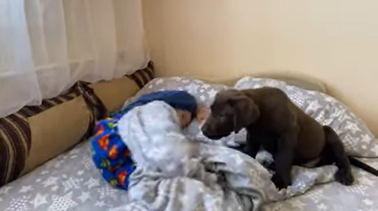 ラブラドールレトリーバー,動画