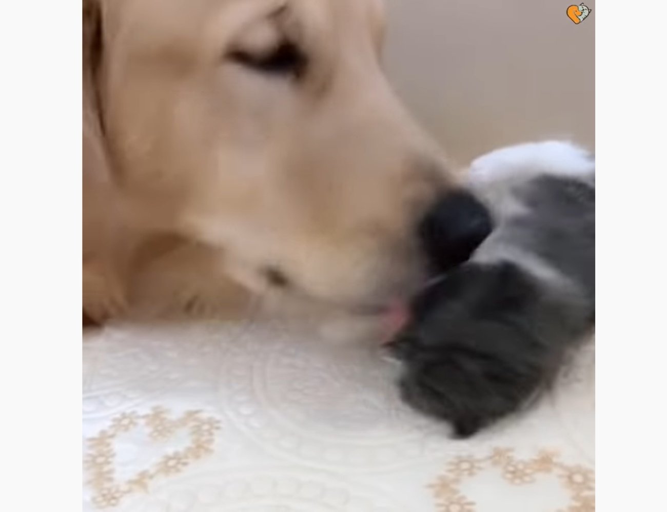 ゴールデンレトリーバー,動画