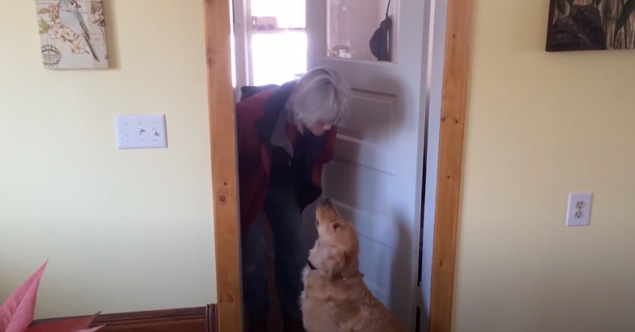 ゴールデンレトリーバー,動画