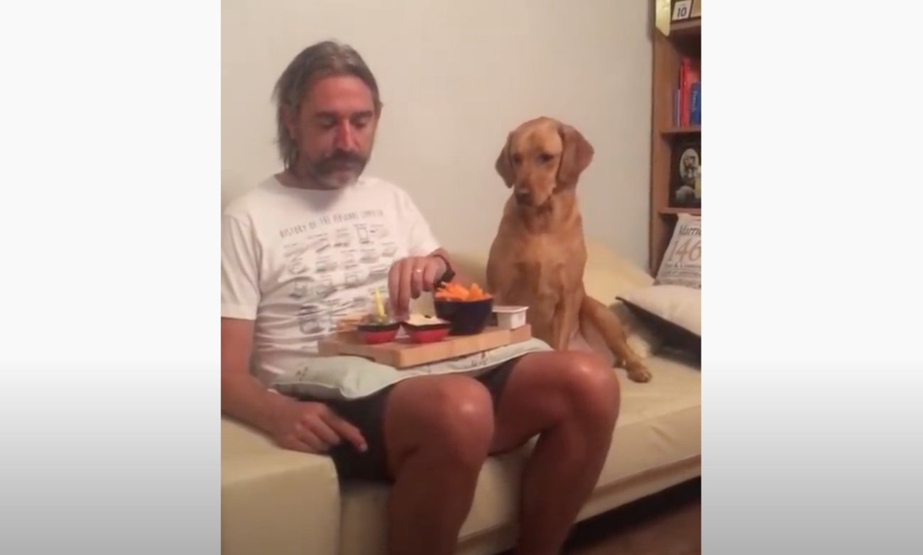 ラブラドールレトリーバー,動画