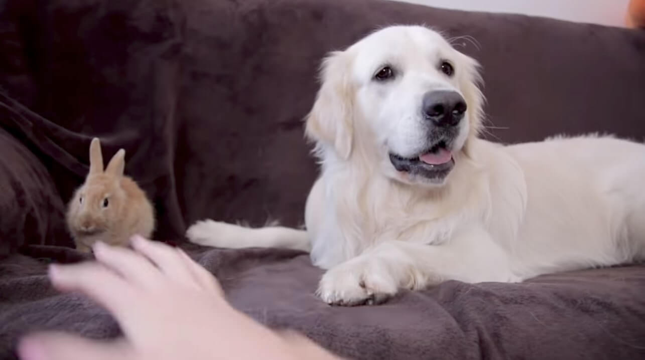 ゴールデンレトリーバー,動画