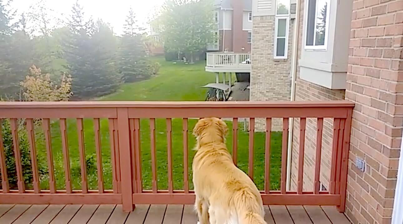 ゴールデンレトリーバー,動画