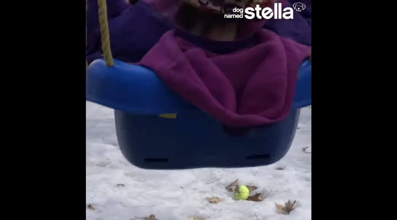 ラブラドールレトリーバー,動画