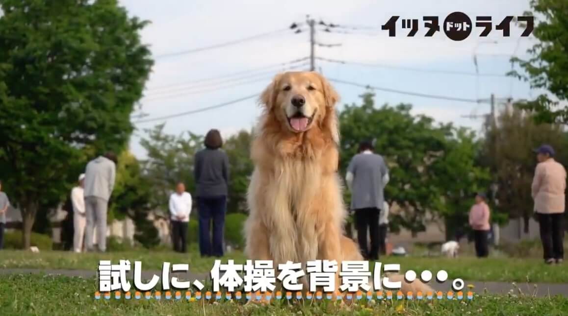 ゴールデン,動画,イッヌドットライフ