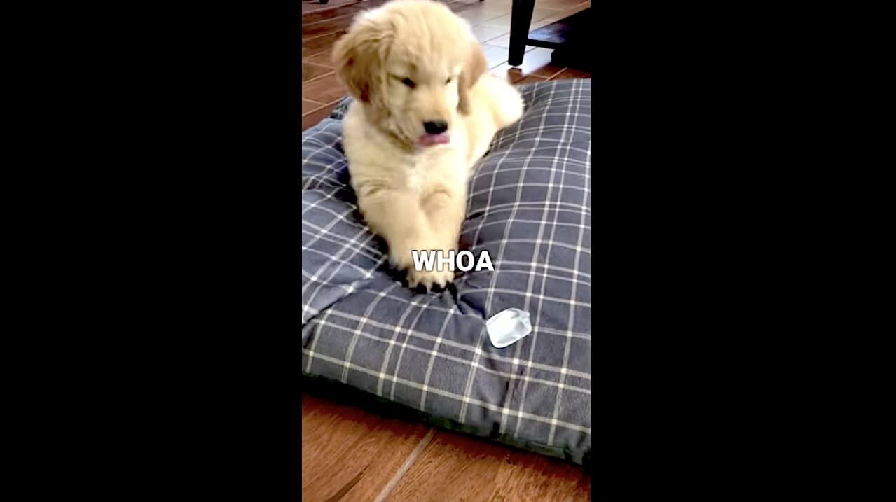 ゴールデンレトリーバー,動画