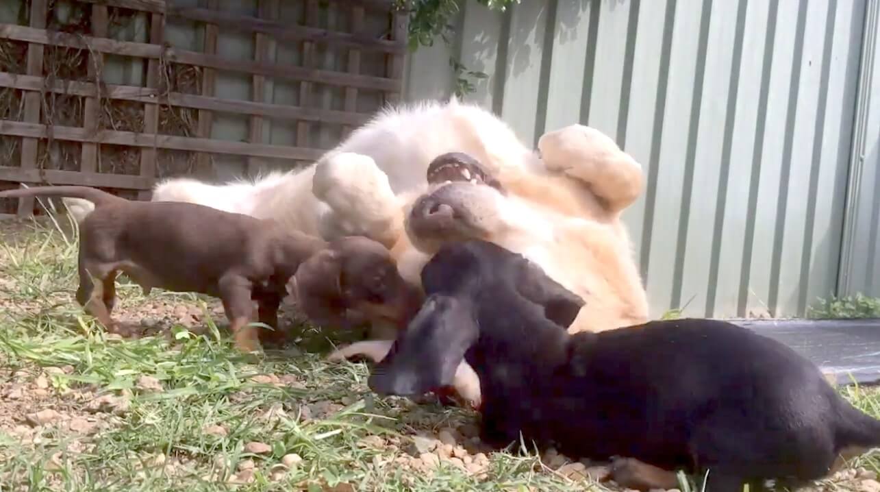 ゴールデンレトリーバー,動画