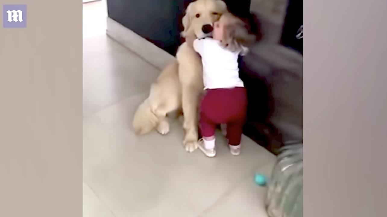 ゴールデンレトリーバー,動画