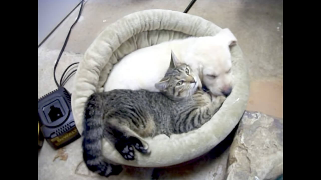 ラブラドールレトリーバー,動画