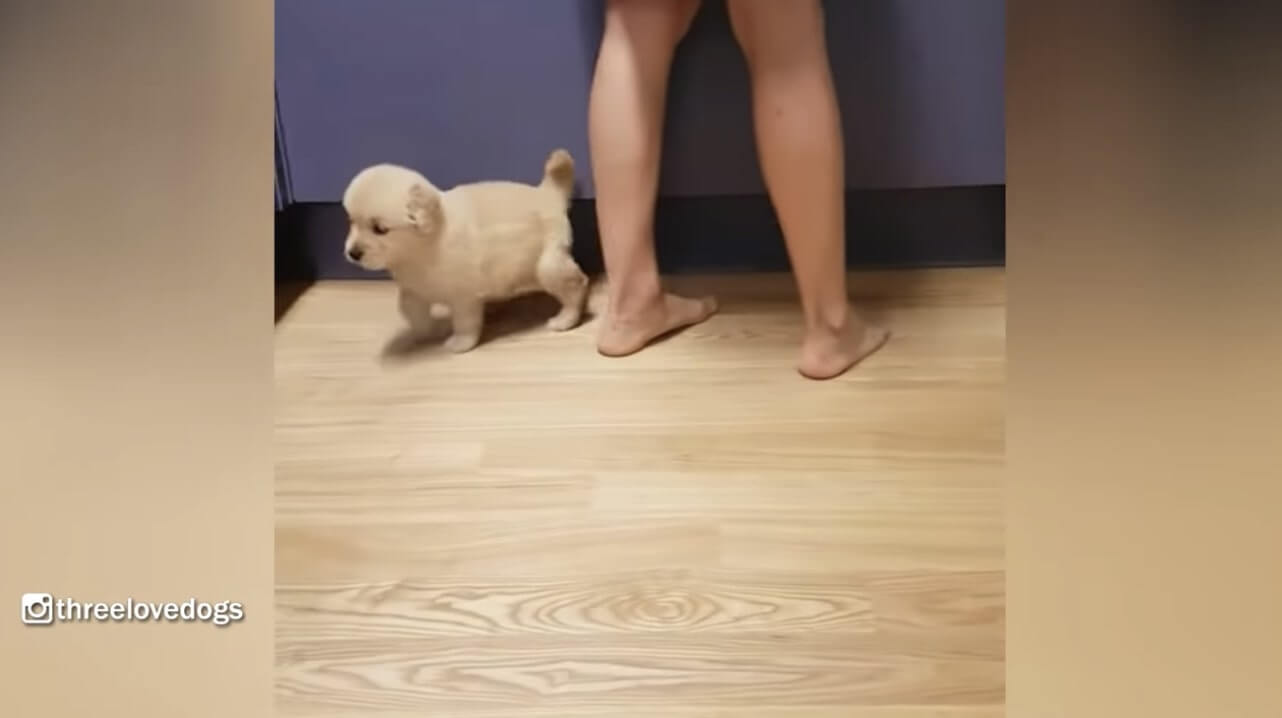 ゴールデンレトリーバー,動画