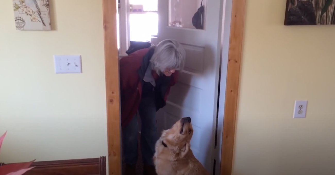 ゴールデンレトリーバー,動画