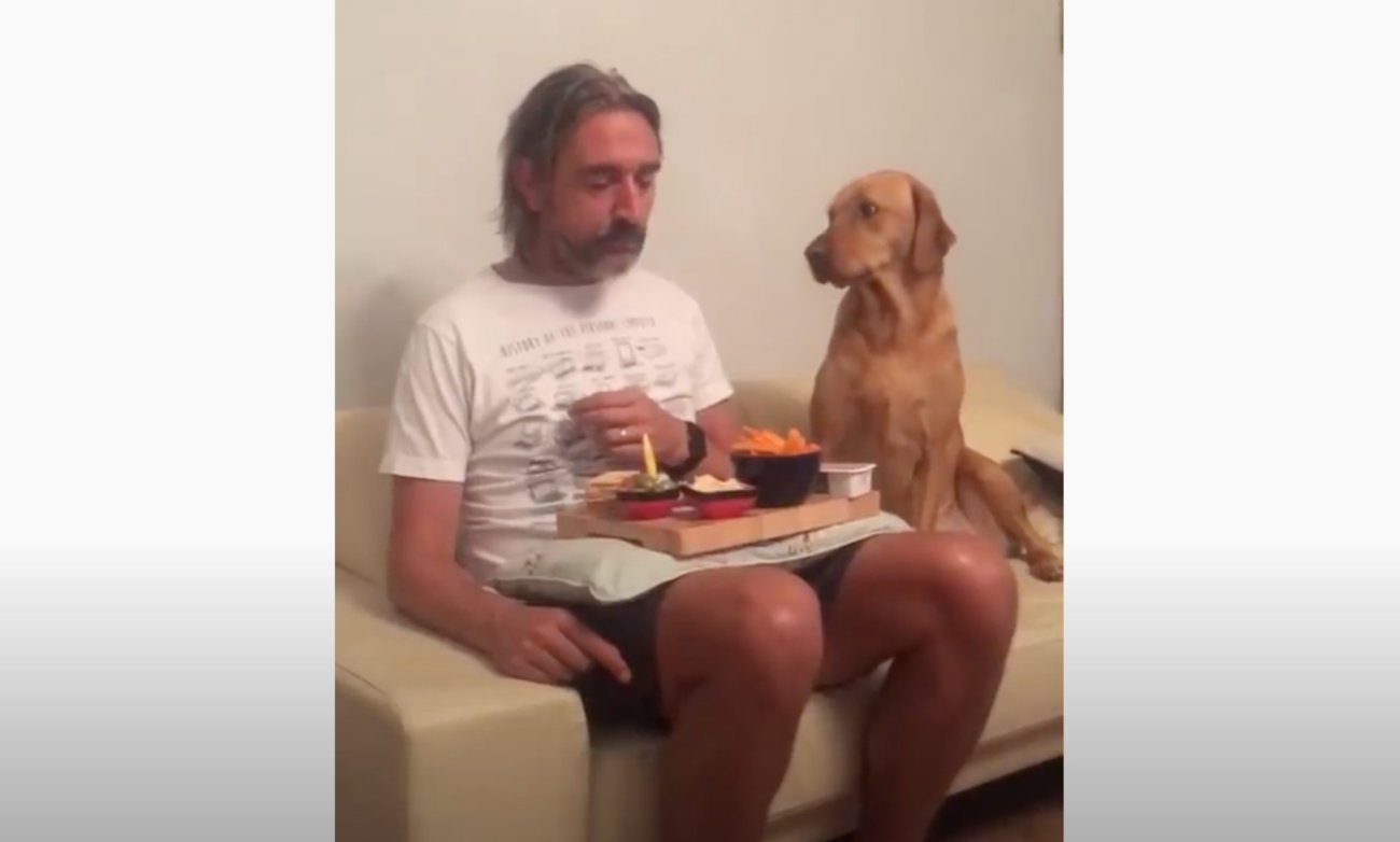 ラブラドールレトリーバー,動画