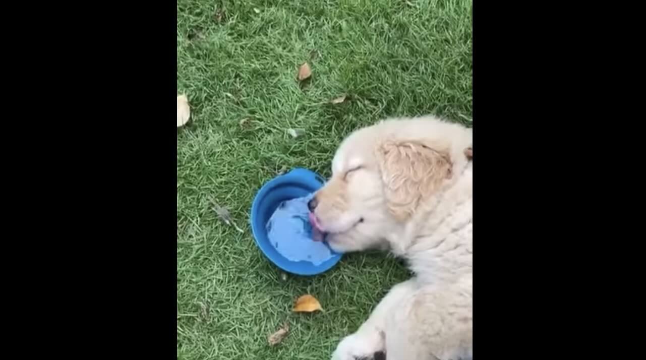 ゴールデンレトリーバー,動画