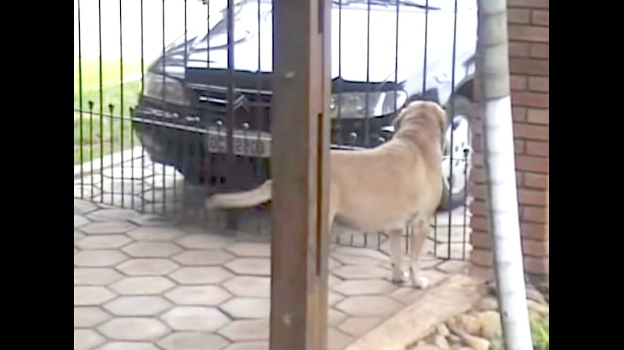 ラブラドールレトリーバー,動画