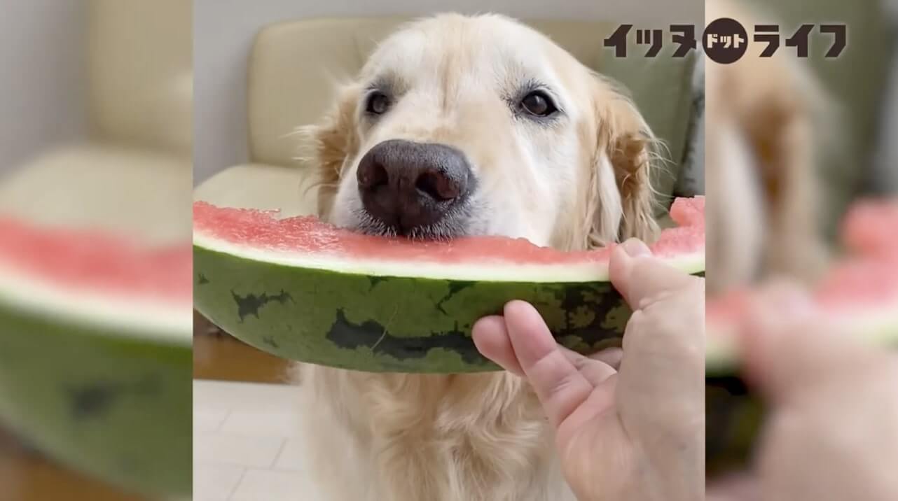 ゴールデンレトリーバー,動画,イッヌドットライフ