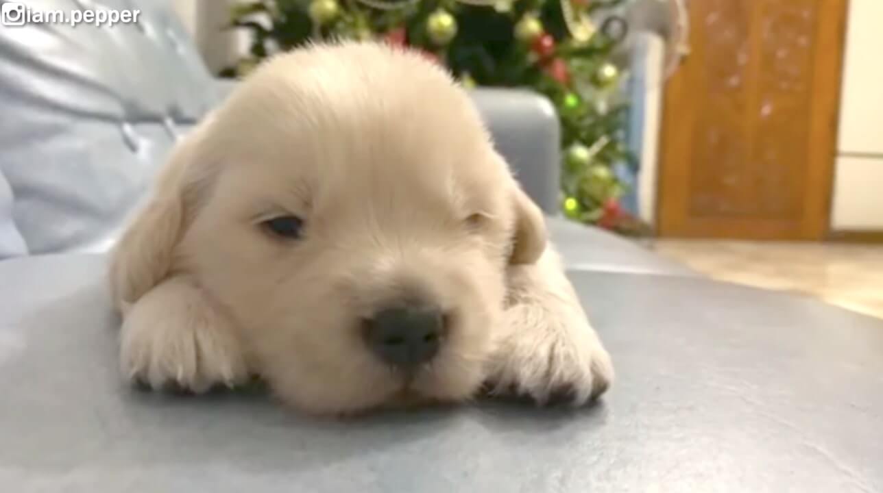 ゴールデンレトリーバー,動画