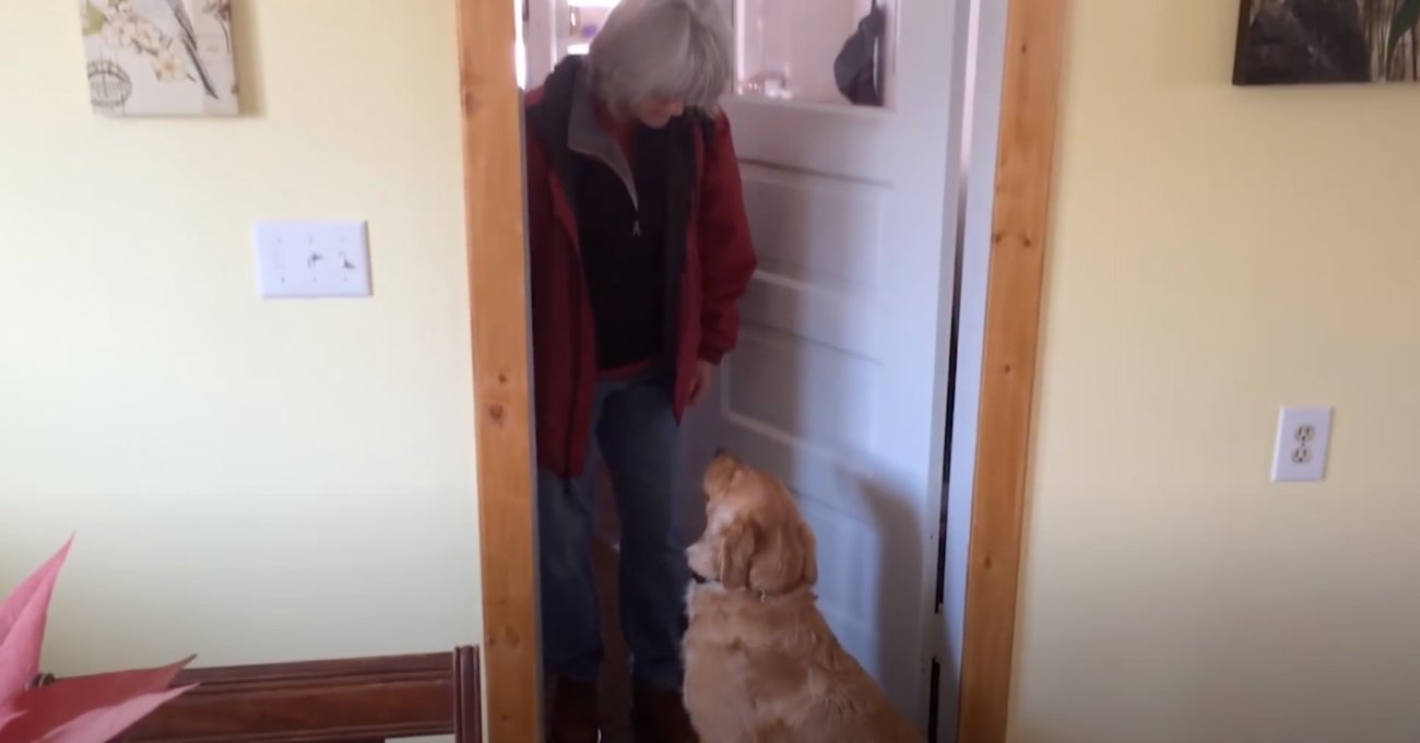 ゴールデンレトリーバー,動画