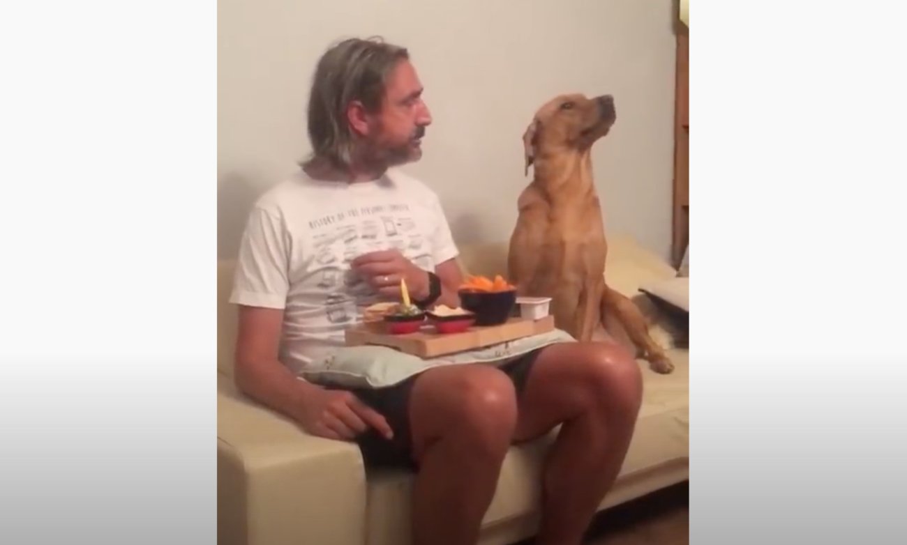 ラブラドールレトリーバー,動画