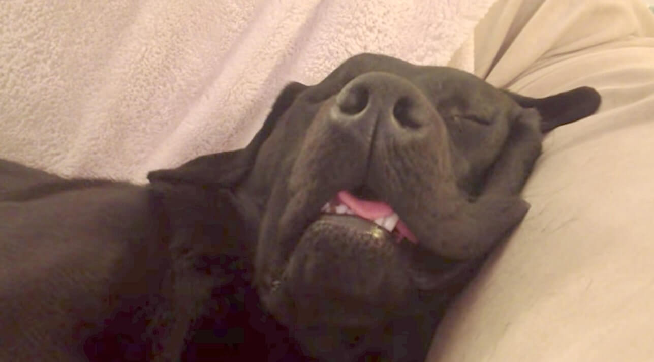 ラブラドールレトリーバー,動画