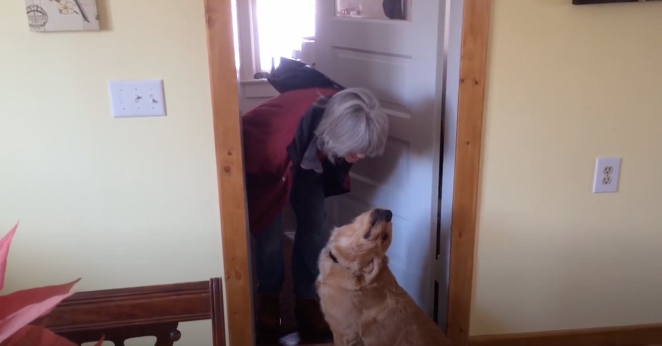 ゴールデンレトリーバー,動画