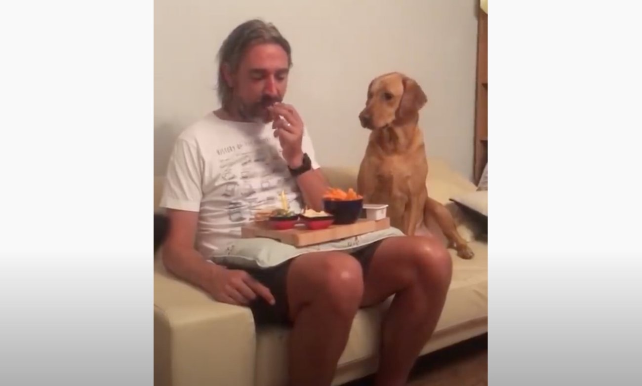 ラブラドールレトリーバー,動画