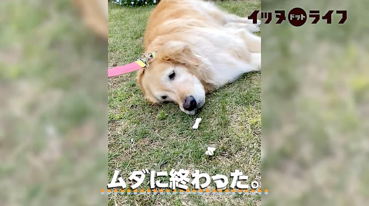 ゴールデンレトリーバー,動画