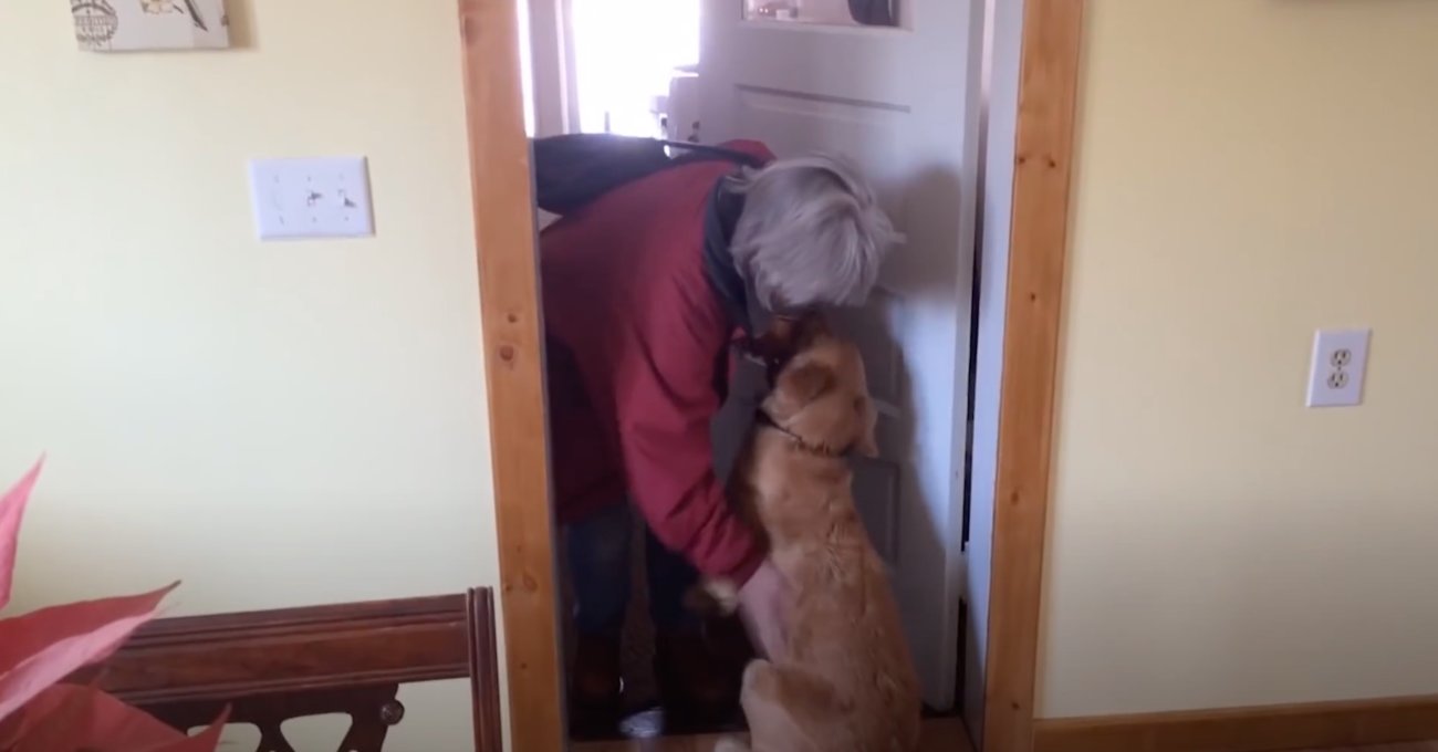 ゴールデンレトリーバー,動画