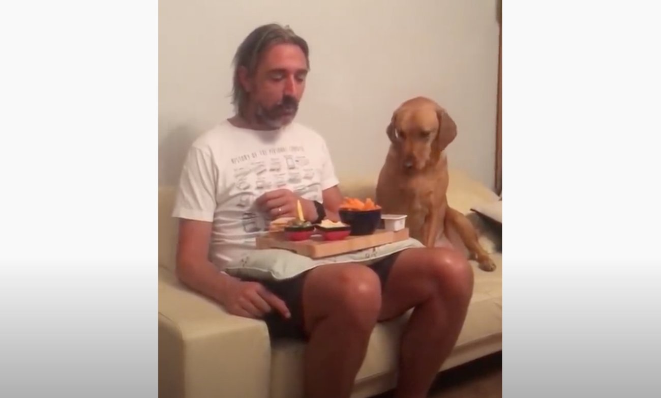 ラブラドールレトリーバー,動画