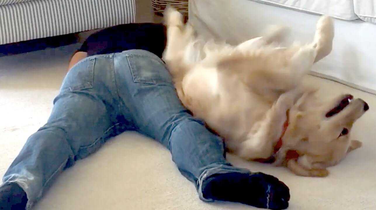 ゴールデンレトリーバー,動画