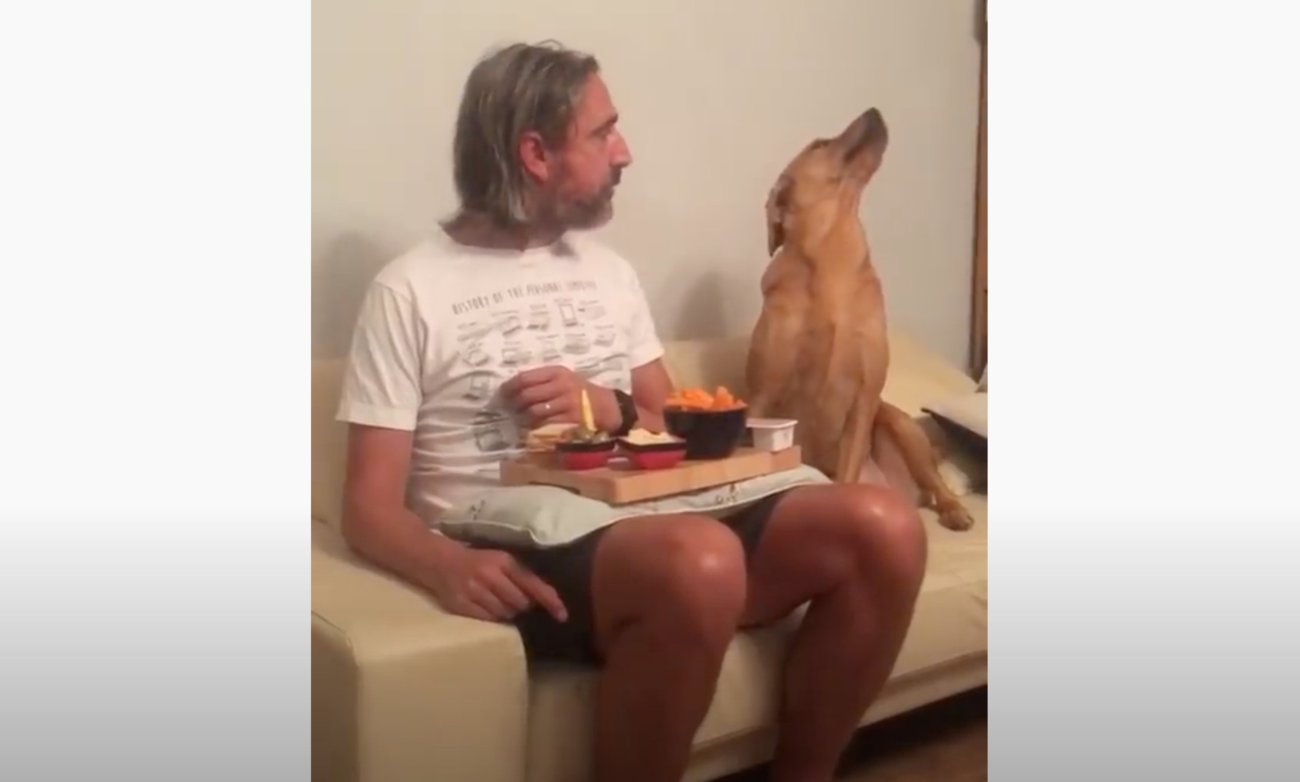 ラブラドールレトリーバー,動画