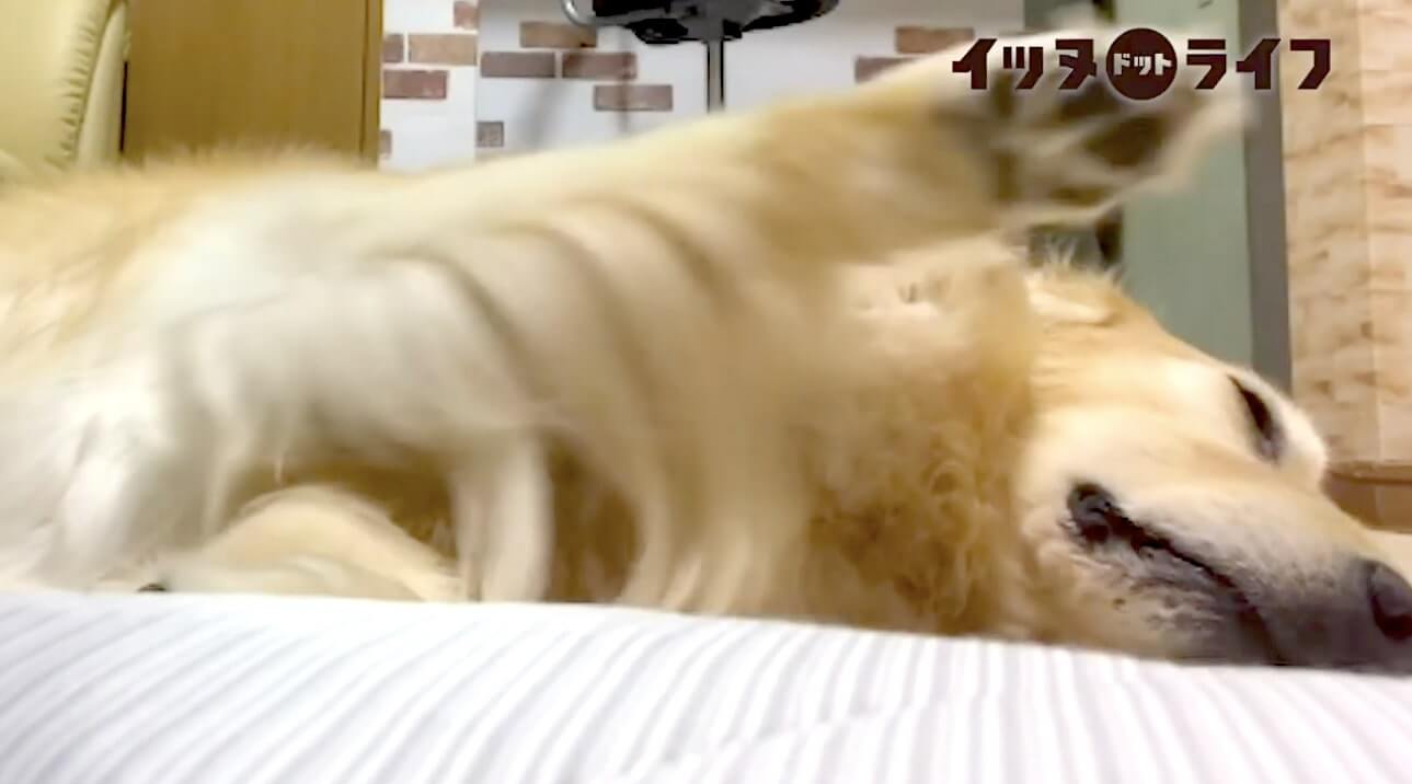 ゴールデン,動画,イッヌドットライフ