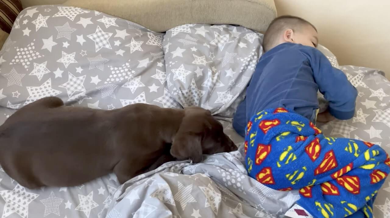 ラブラドールレトリーバー,動画