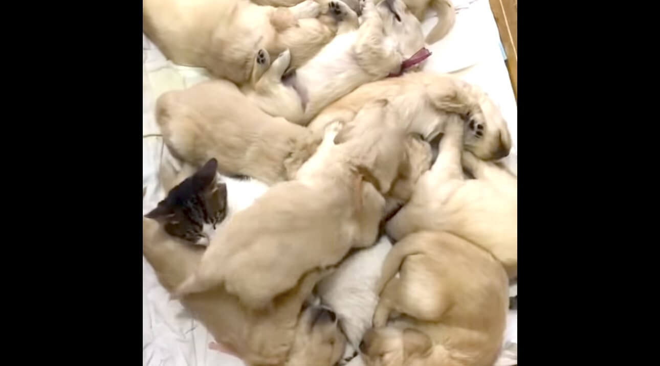 ゴールデンレトリーバー,動画