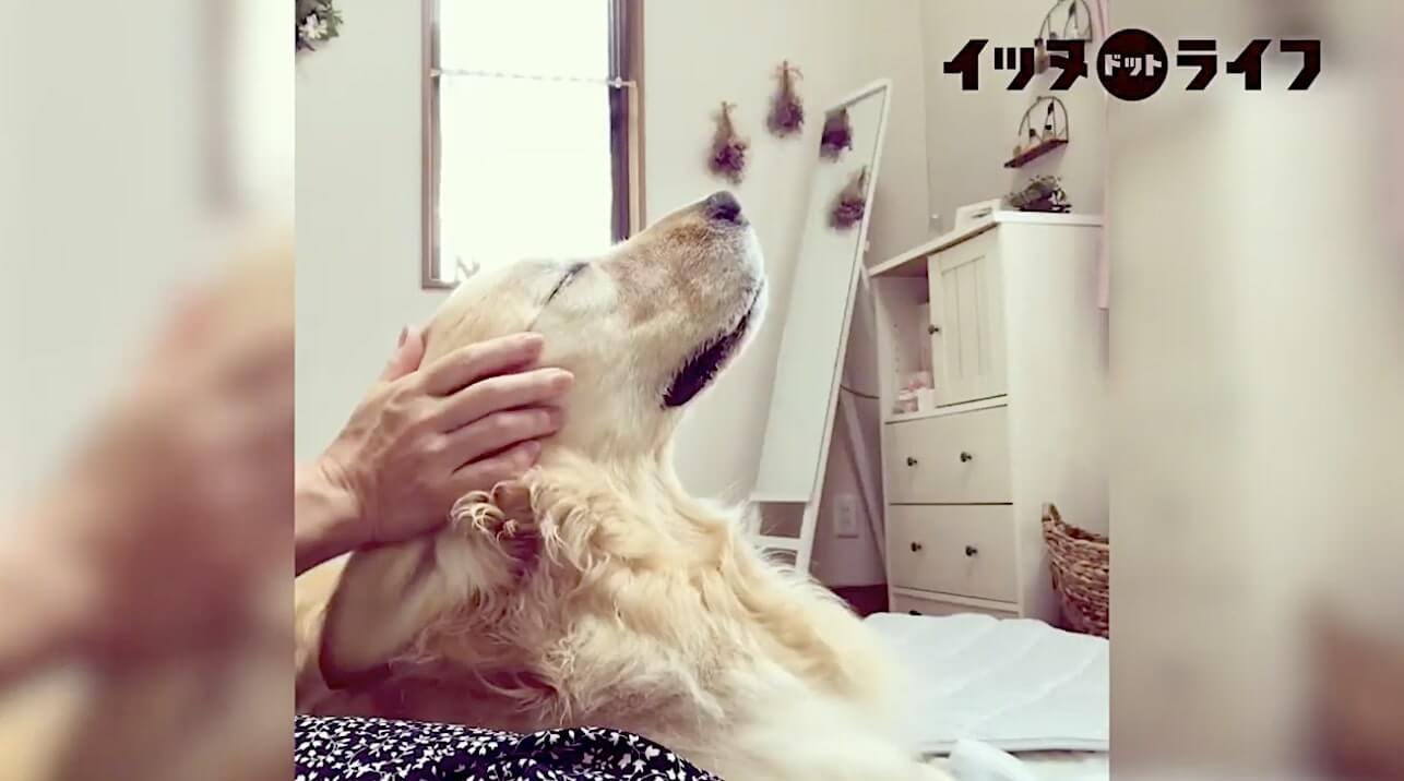 ゴールデン,動画,イッヌドットライフ