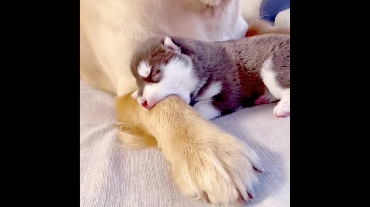 ゴールデンレトリーバー,動画