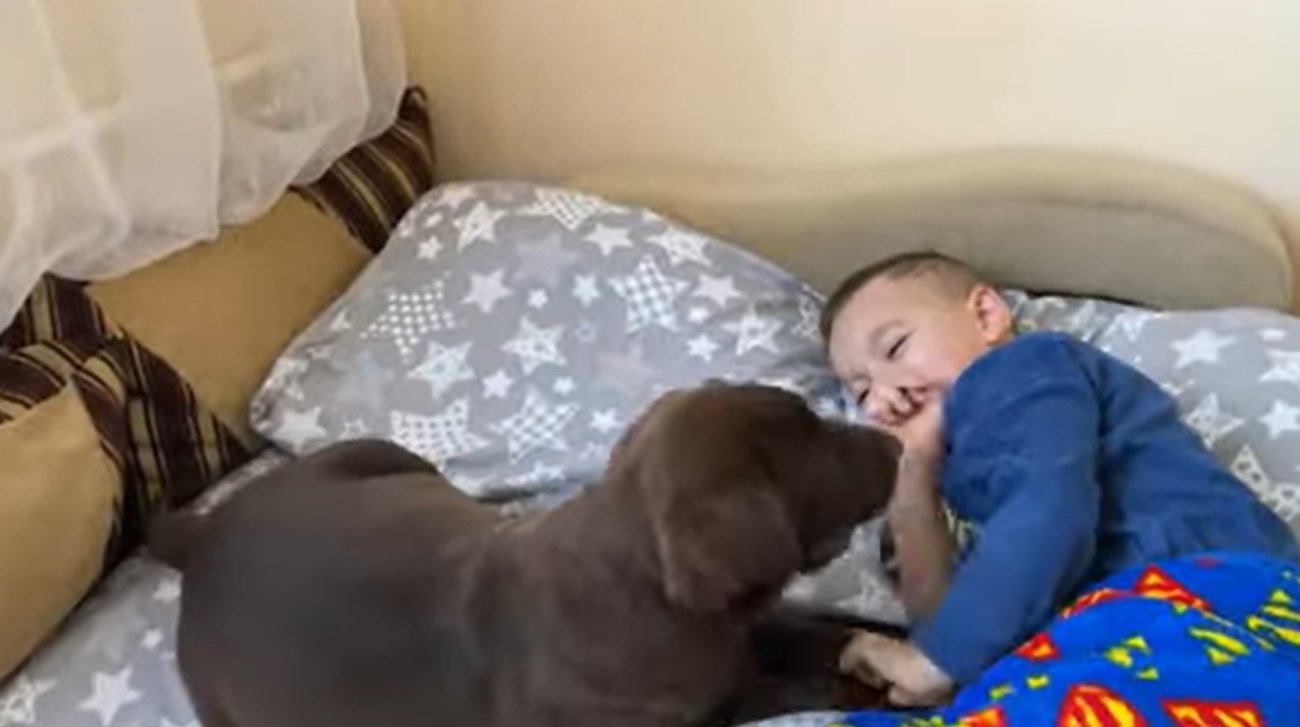 ラブラドールレトリーバー,動画