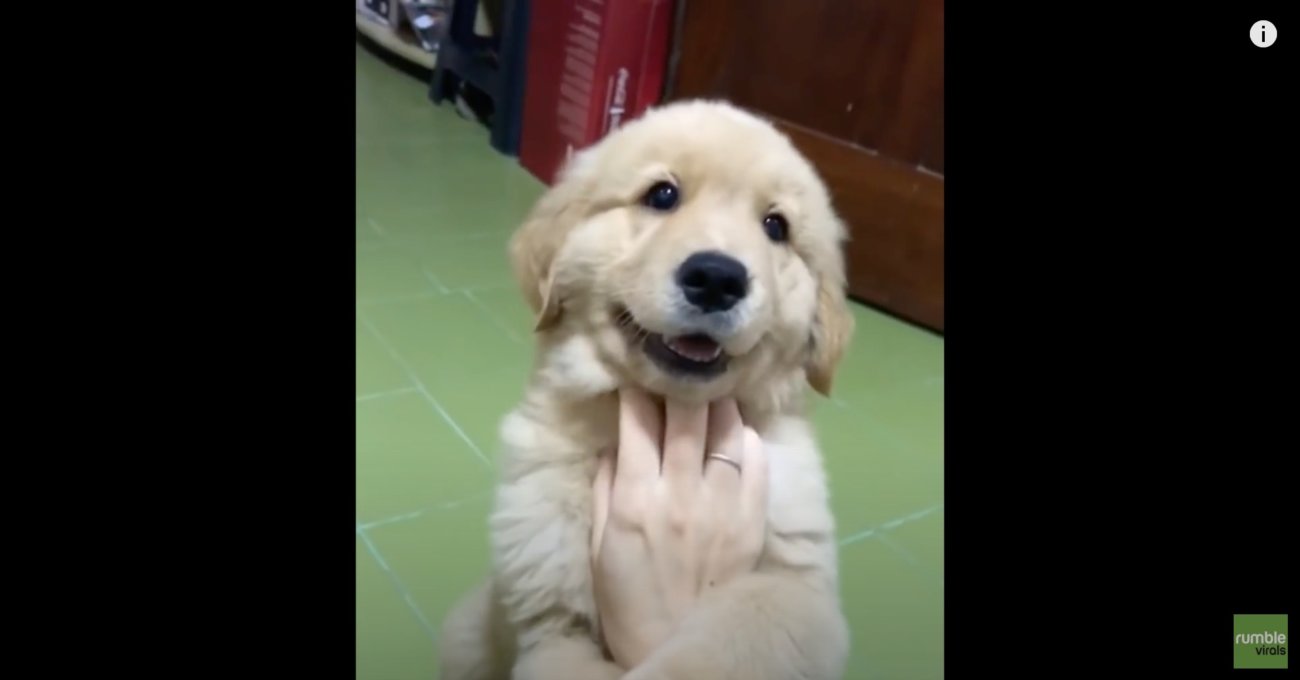 ゴールデンレトリーバー,動画